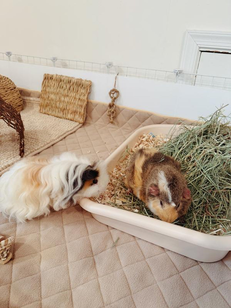 Piggy Litterbox
