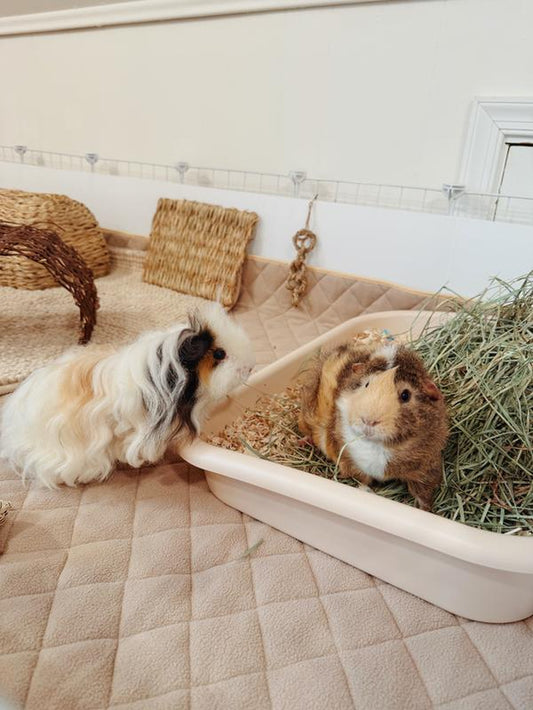 Piggy Litterbox