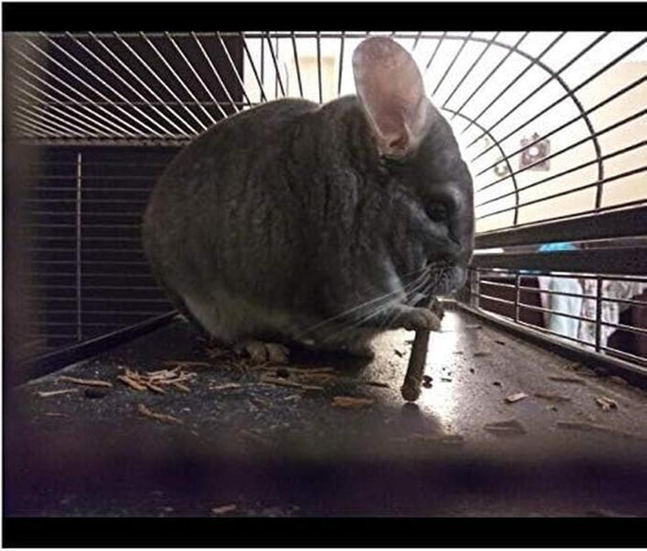250G Apple Chew Sticks for Small Animals - Molar Treats for Rabbits, Chinchillas, Guinea Pigs, Hamsters, Gerbils, and Parrots