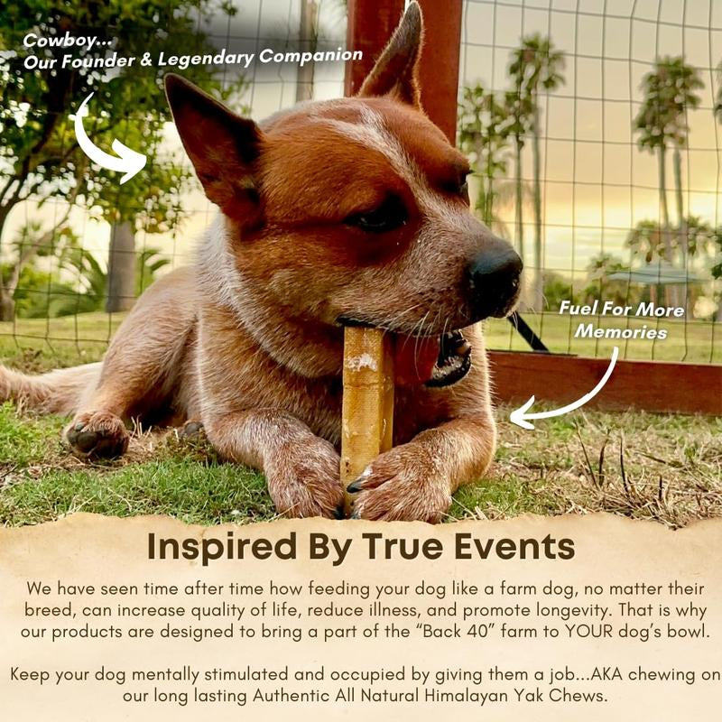 Back 40 Dogs Yak Cheese Himalayan Dog Chews – Long-Lasting Natural Yak Chews – Odorless, Dental Health Treats for Dogs (Large Sized Chew, 4 Pack)